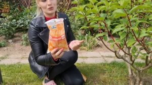 Гортензия будет мощной, с ОГРОМНЫМИ ЦВЕТАМИ. Летняя подкормка и уход