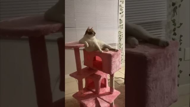 Смешные животные | Восхитительные коты и собаки 2023 #132 смотреть онлайн