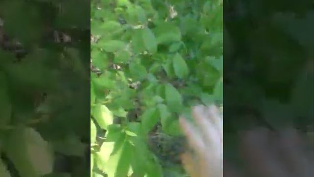 Мини икскурсия по реке Нарова. смотреть онлайн