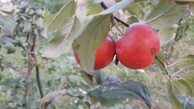 Афродита , сорт яблони... смотреть онлайн