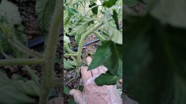 Пасынкование среднерослых полудетерминантных помидор. смотреть онлайн