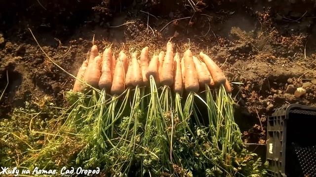 Морковь Балтимор и Канада. Обзор сортов. смотреть онлайн