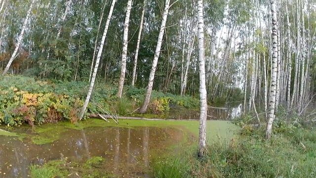 Охота на лесного голубя/вяхиря с подхода. Hunting wood pigeon. смотреть онлайн