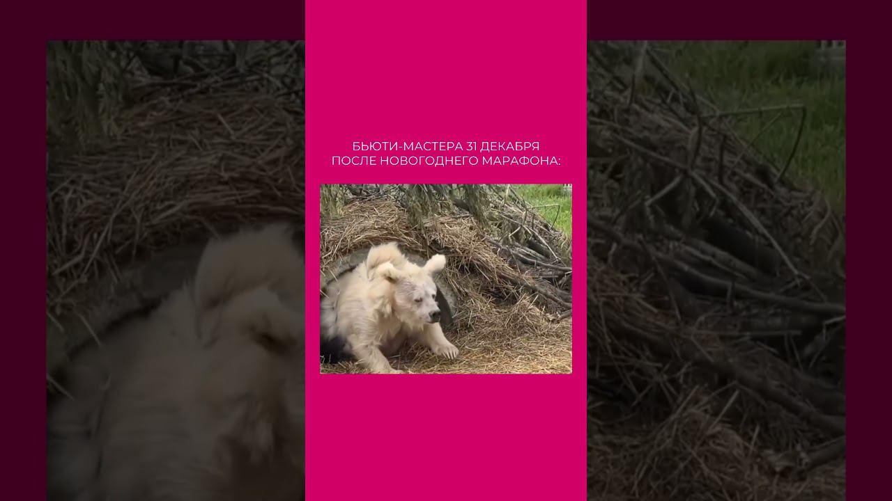 ❤️ #lashes #ресницы #лэшмейкер #lash #lashcourse #lashextensions #наращиваниересниц #брови смотреть онлайн