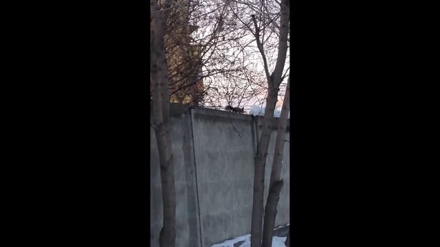 Смелая белка смотреть онлайн