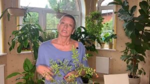 Комнатный гранат - насколько просто за ним ухаживать в домашних условиях