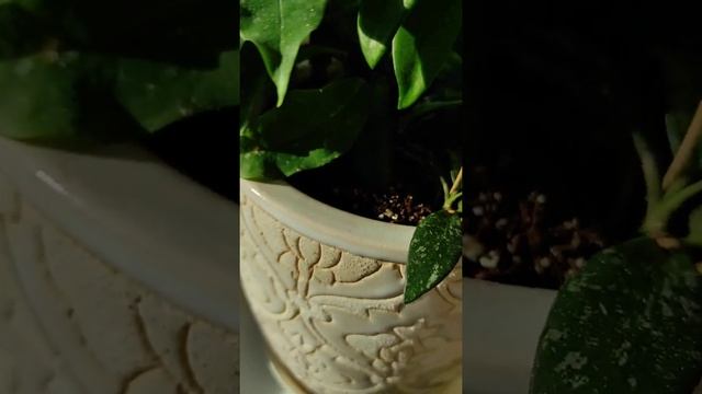 Mano šiaurinės Pusės Augmenija?(viena Dalis) . Растения северной стороны ?(одна часть)