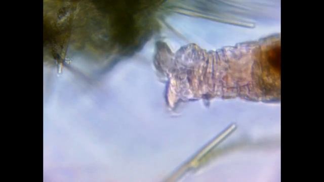 Страшниый Микроробот пилорама в капле воды с лужи