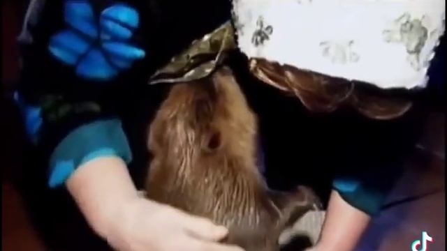 Маленький Тема смотреть онлайн