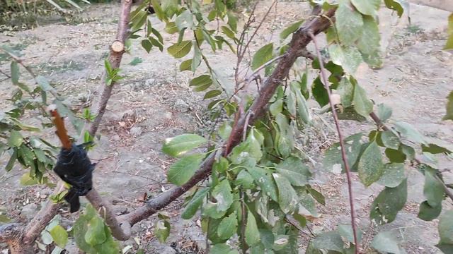 Шиеге шатыстырып кордик..Коктемде калай оседи коремиз. смотреть онлайн