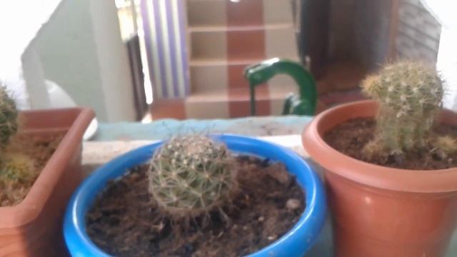 Coryphantha - Cactus..