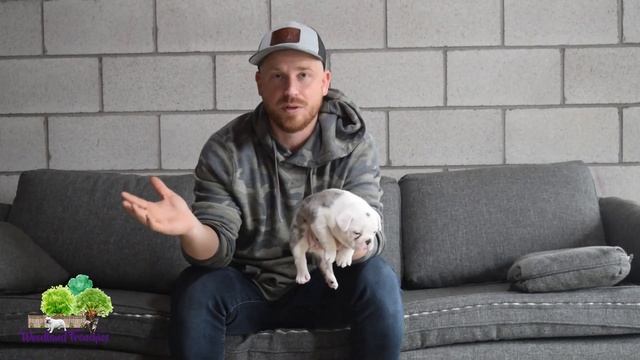 How to Breed Merle French Bulldog or Frenchton Puppies - All You Need to Know смотреть онлайн
