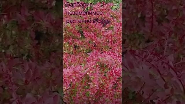 Барбарис Seedlandia.ru - семена и саженцы хосты туи лириодендрон гинкго криптомерия бамбук лимонник смотреть онлайн