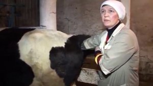 Урок №26  Искусственное осеменение КРС визо 2