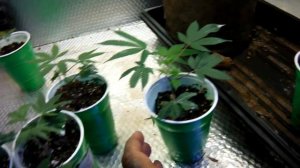 LSTing and scrog pre work