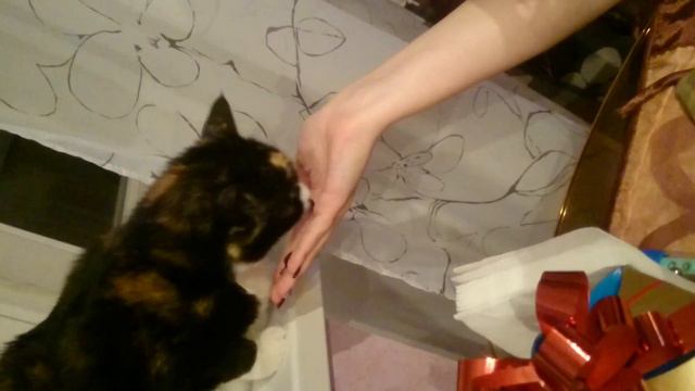 КОШКА ЕСТЬ МАСЛИНЫ смотреть онлайн