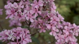 Поздние сорта флоксов