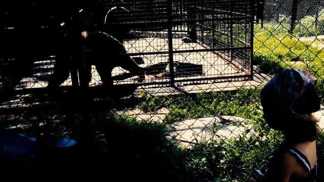 ПОХОД К БАБУШКЕ ЧАСТЬ 1. КАТАНИЕ ПО РЕКЕ В НАДУВНОМ ЦИЛИНДРЕ! ЗООПАРК! МОРОЖЕНОЕ! VBCC RTNB смотреть онлайн