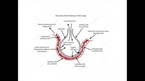 Лекция 15.  Физиология дыхания