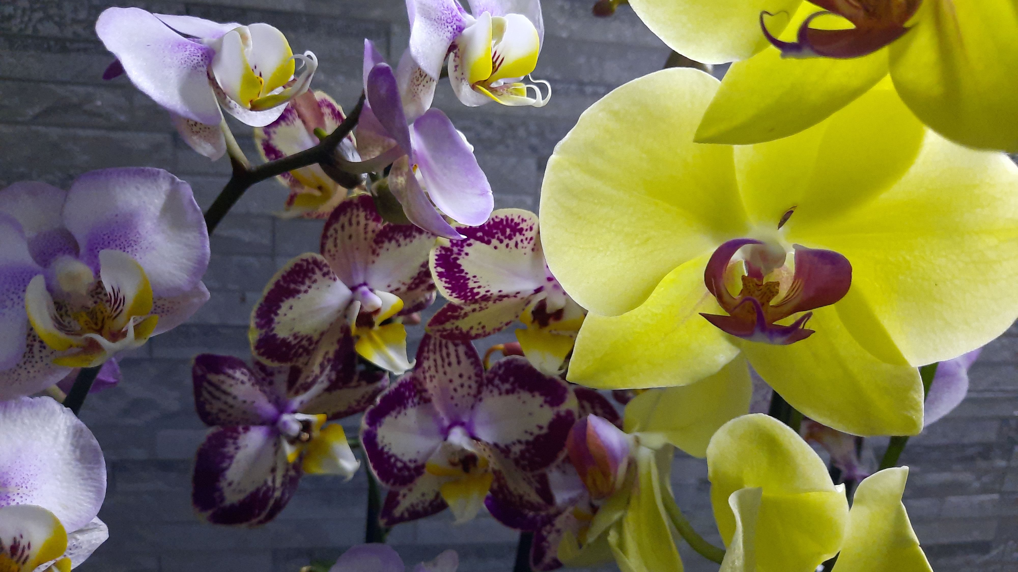 ПОКУПКИ ОРХИДЕЙ НА 16.04.24// смотреть онлайн