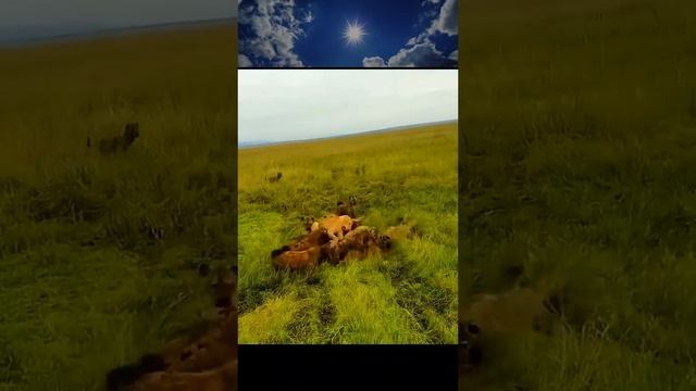 Лев и гиены смотреть онлайн