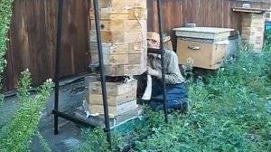 Колодное пчеловодство Работа с вертикальной пчелиной колодой.