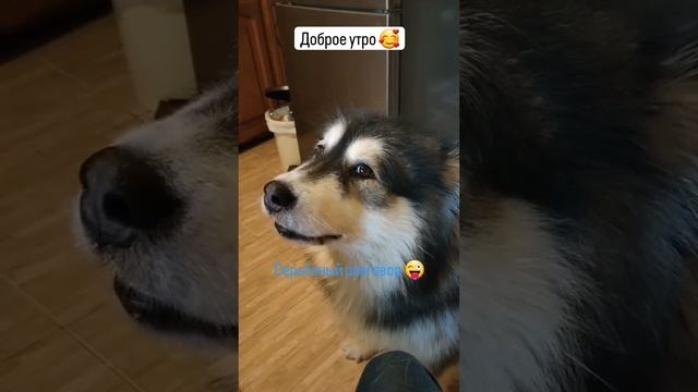 Пёс разговаривает #shorts