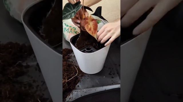 Пересадка Alocasia Pink Dragon. Деление двух точек роста у цветка смотреть онлайн