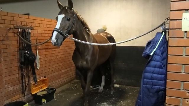 Как проходит тренировка лошадей пред турниром? Экскурсия по конюшне. В гостях у Вадима Черевань. смотреть онлайн