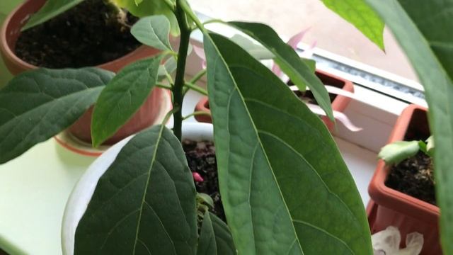 Комнатные цветы и домашний огород в середине декабря смотреть онлайн