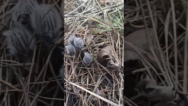 Красная Книга Украины. Сон трава. Первоцветы.