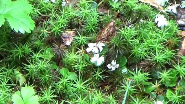 Wintergreen A Year Round Natural Treat & Medicine смотреть онлайн