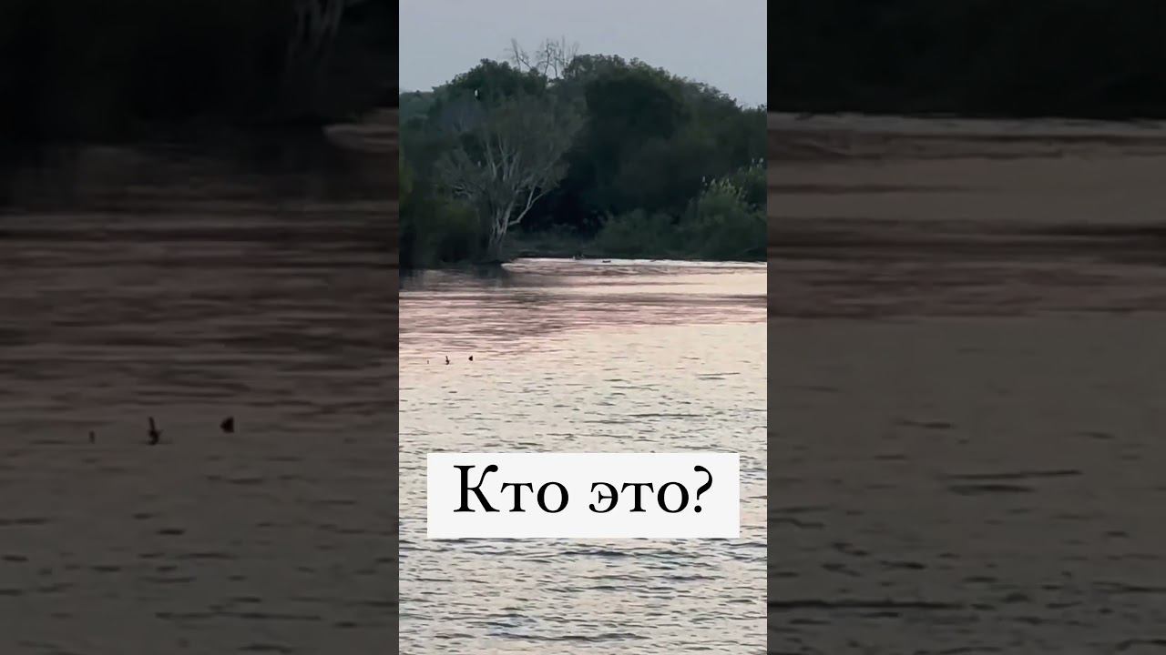 Кто плещется? Я думаю бегемоты. а вы? #замбези #африка #путешествия #africa #zimbabwe