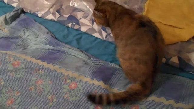 Это надо спрятать! Кошка Ромашка и ДОСАДА:) смотреть онлайн