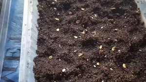 Сеем любисток вместо сельдерея.