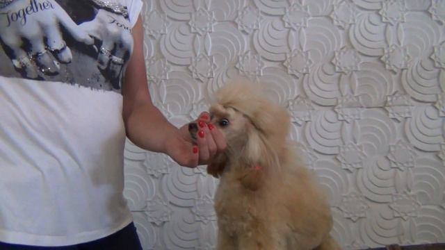 2. Моно пуделей 8.07.2018. Озерск. Подготовка к рингу