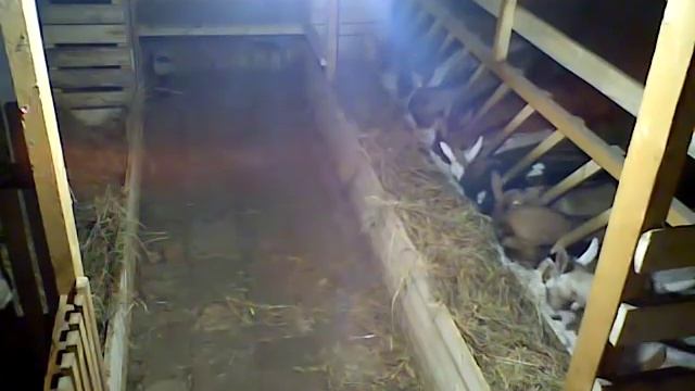 Кормушка для сена козья - Вечернее кормление коз 06.01.2019 смотреть онлайн