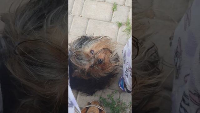 Девочка, йоркширский терьер, по имени Йорка смотреть онлайн