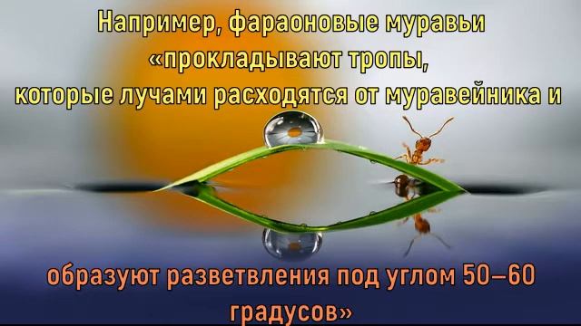 Муравьи управляют движением смотреть онлайн