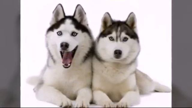 Хаски смотреть онлайн