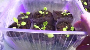 Минипарнички для петунии.  Пикировка!