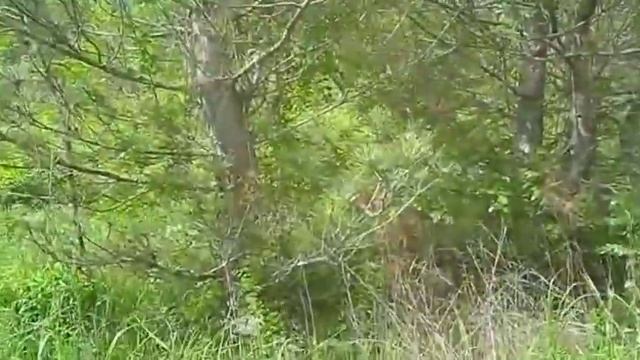 Турпоход выходного дня вверх по течению реки за село Сукко смотреть онлайн