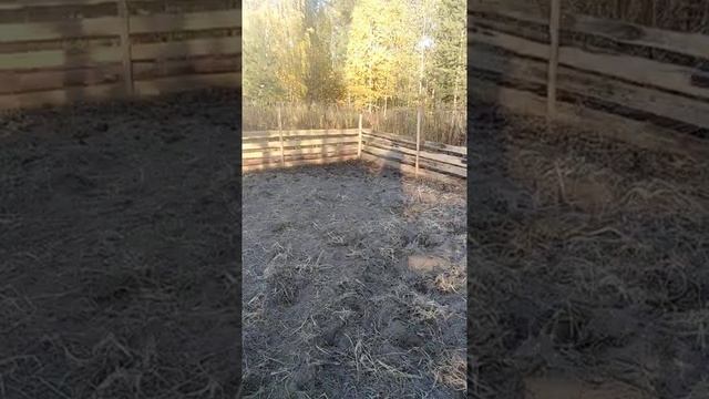 Вьетнамские поросята. Кормление фрукты, овощи. смотреть онлайн