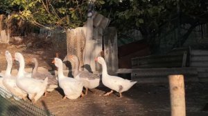 Гуси Холмогоры и гуси на мясо.  Холмогоры 2022. Утки Руанские. Утки мускусные (Французская линия)