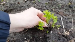 Надо знать , что делать с дельфиниуми весной .