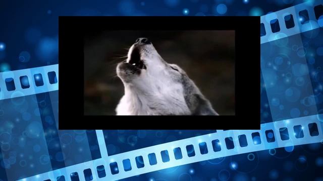 Волки. Жизнь в дикой природе. Серый волк. Wolves. Life in the wild. gray wolf смотреть онлайн