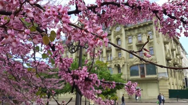 #Ukraine, Odessa /На Дерибасовской зацвели Иудины деревья /Горсад/зацвел Багрянник (Иудино дерево) смотреть онлайн