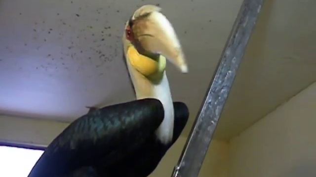 тукан говорящий танцует Воробьи парк птиц смотреть онлайн