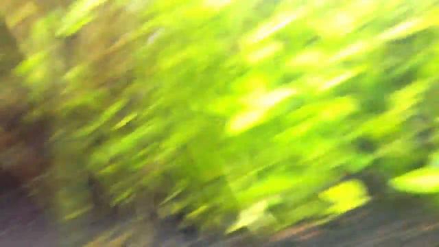 Final Lace plant update - Tiger Lilly with new leaf -- HD смотреть онлайн