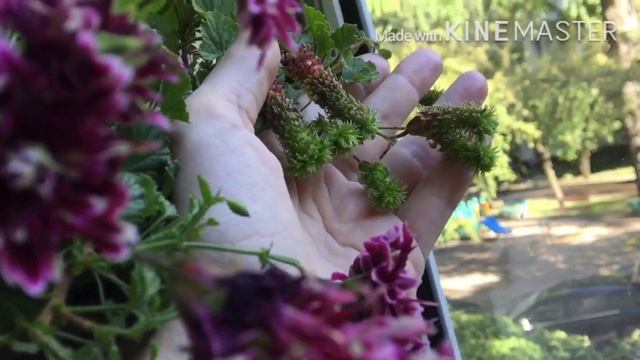 Цветущие ПЕЛАРГОНИИ на балконе в августе 2020 смотреть онлайн